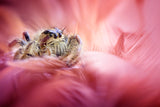 Meet Mr. Grumpy Poster och Canvastavla