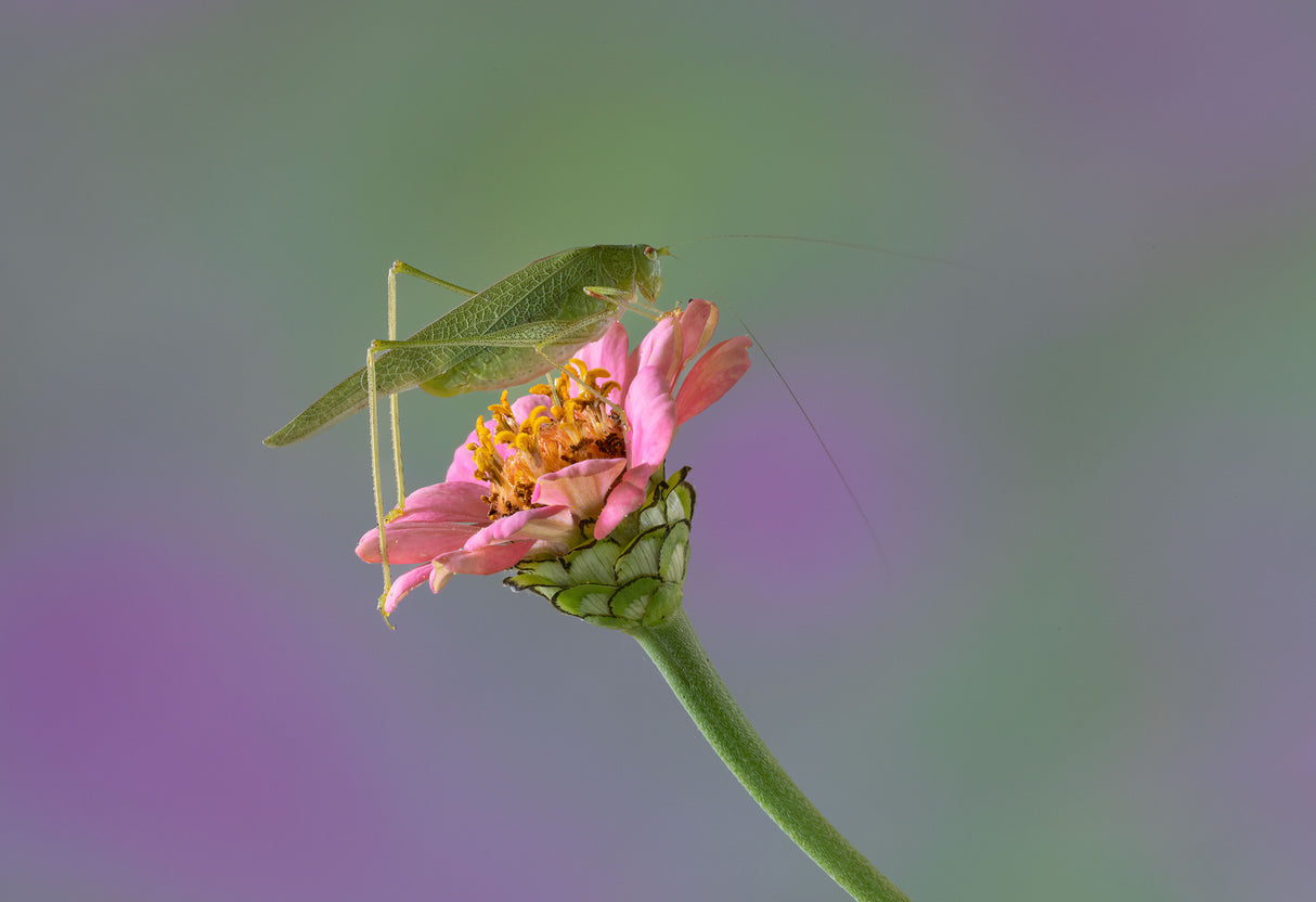 On the Flower. Poster och Canvastavla
