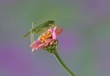 On the Flower. Poster och Canvastavla
