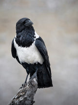 African Pied Crow Portrait Poster och Canvastavla