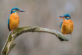 The Common Kingfisher, alcedo atthis Poster och Canvastavla