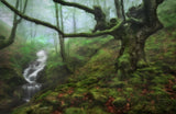 The Enchanted Forest Poster och Canvastavla