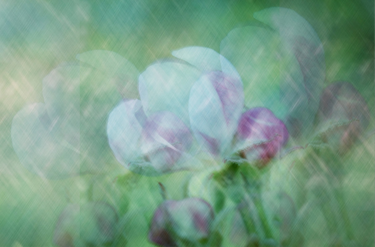 Apple flower Poster och Canvastavla