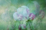 Apple flower Poster och Canvastavla