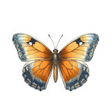 Butterfly 19 Poster och Canvastavla