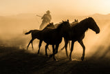 Run between horses Poster och Canvastavla