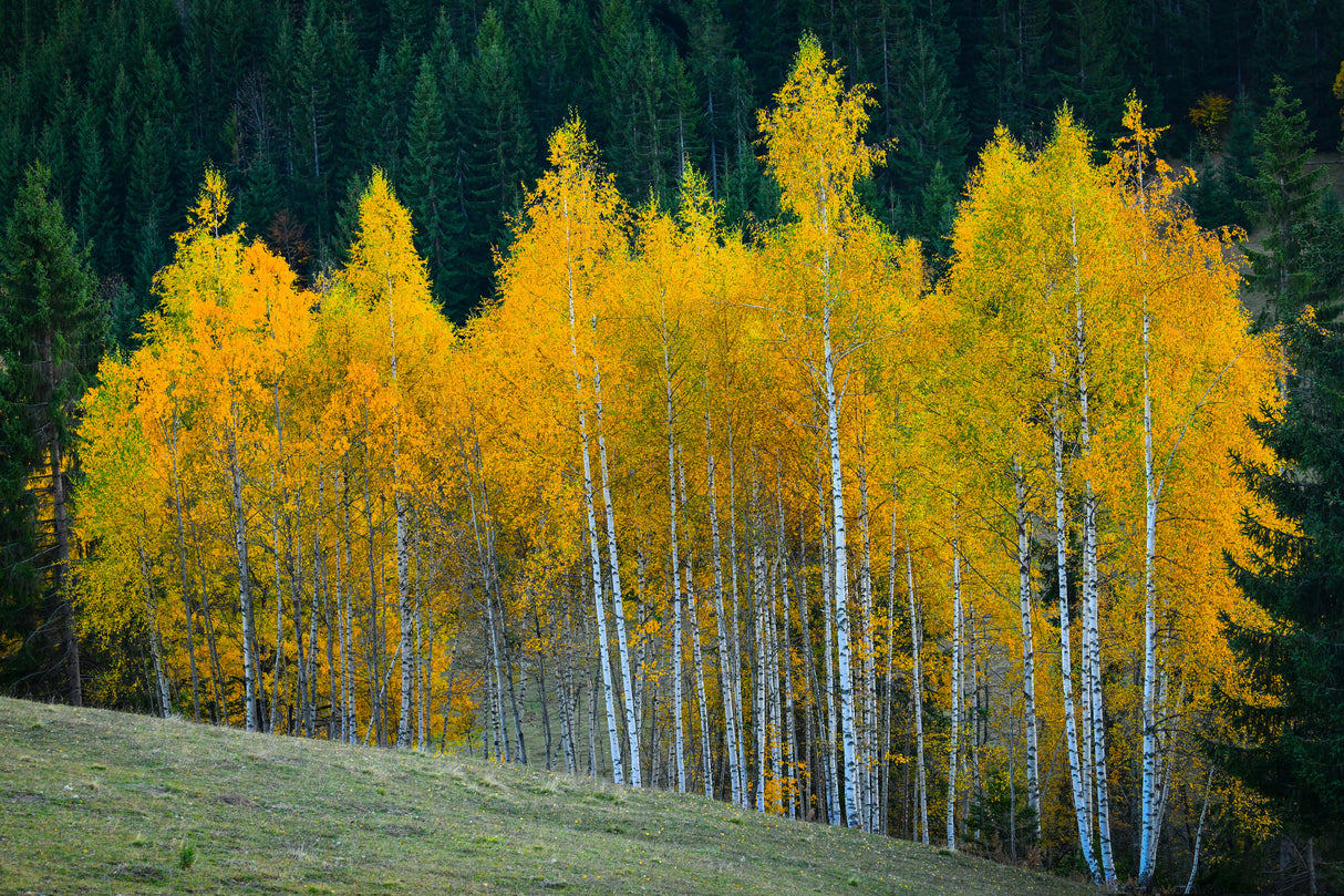 Autumn Poster och Canvastavla