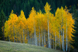 Autumn Poster och Canvastavla