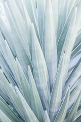 Tequilana Poster och Canvastavla
