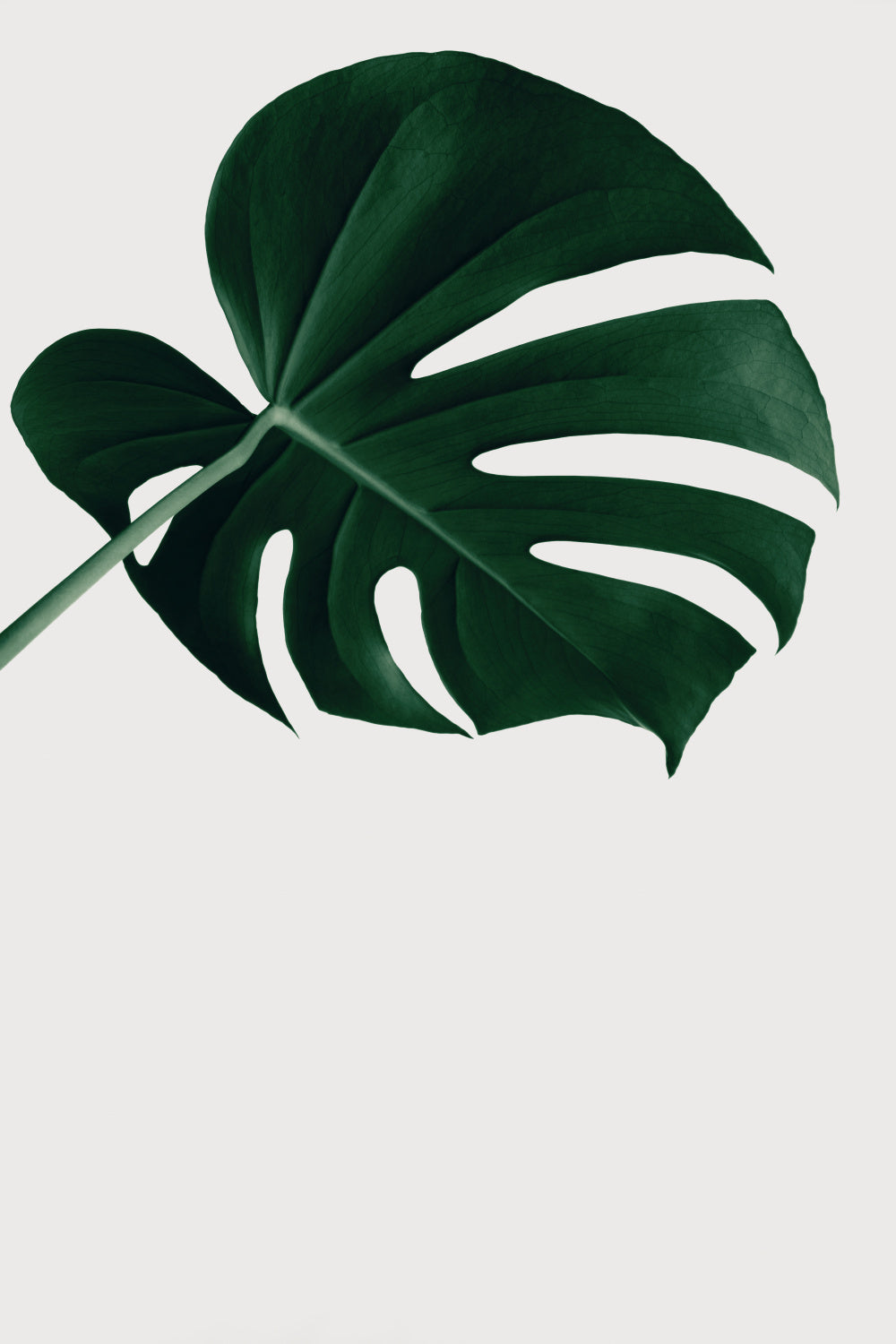 Monstera Natural 19 Poster och Canvastavla