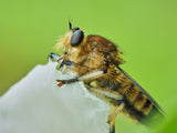 Shioya horsefly Poster och Canvastavla