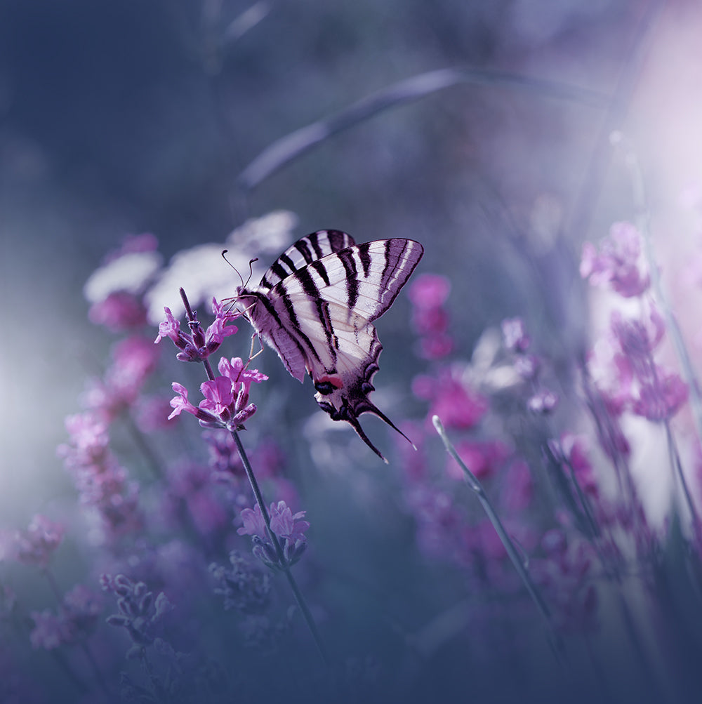 Lavender Queen... Poster och Canvastavla