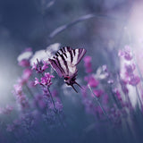 Lavender Queen... Poster och Canvastavla