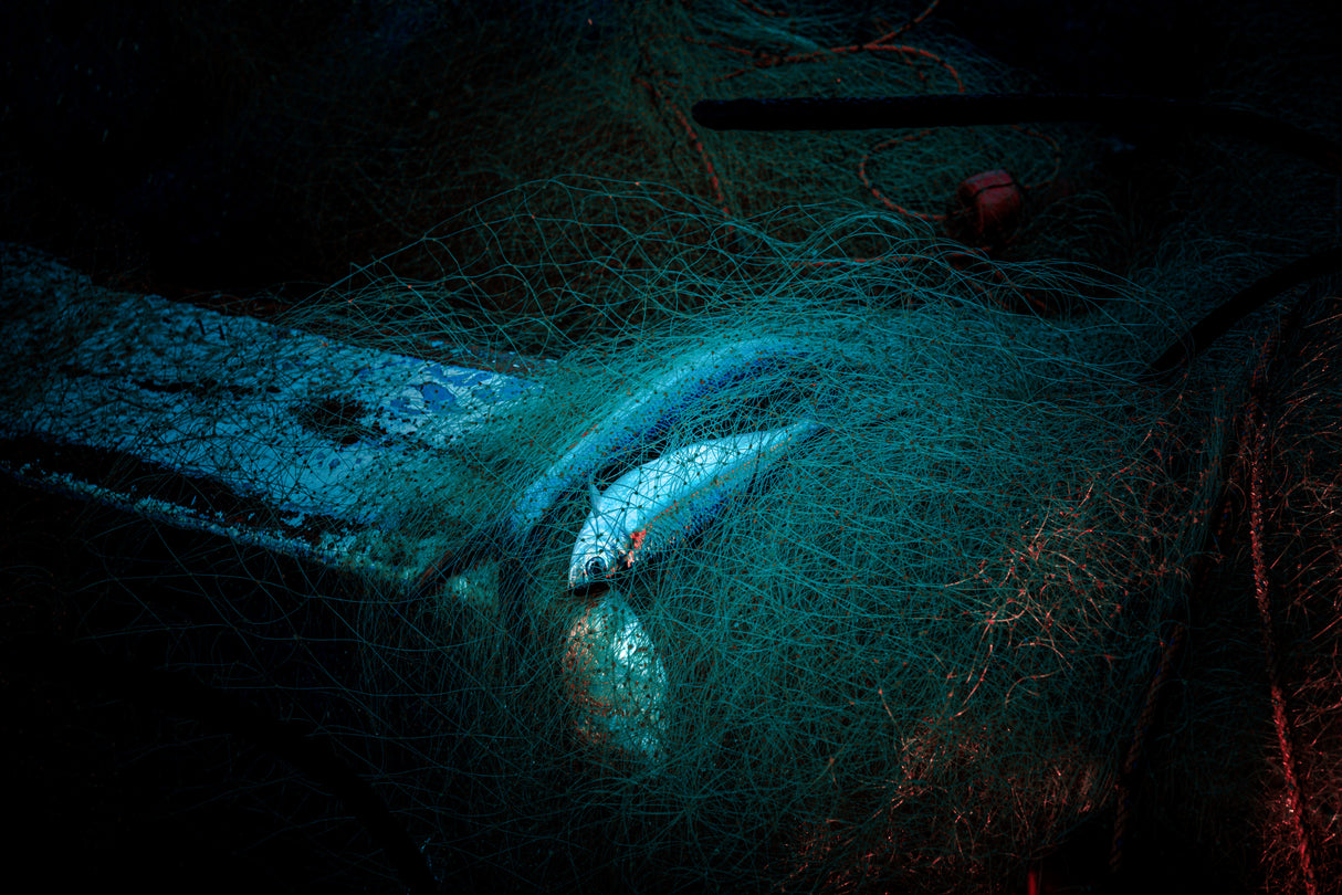 Still life with fish Poster och Canvastavla