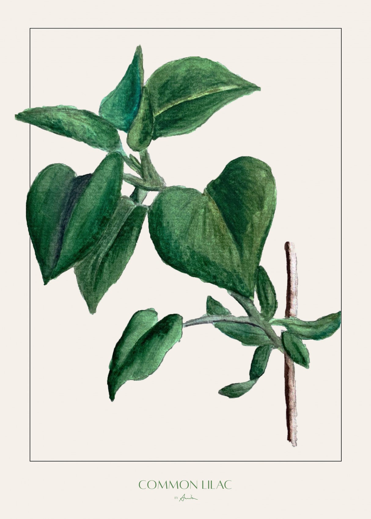 Common lilac Poster och Canvastavla