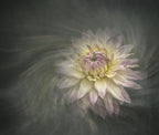 Crazy love dahlia Poster och Canvastavla