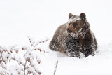 Bear in the snow Poster och Canvastavla