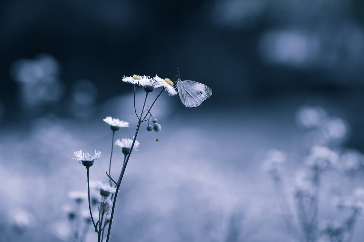 Small Butterfly Poster och Canvastavla