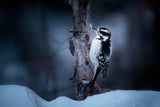 Downy Woodpecker Poster och Canvastavla