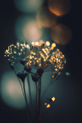 Glowing Dots Poster och Canvastavla