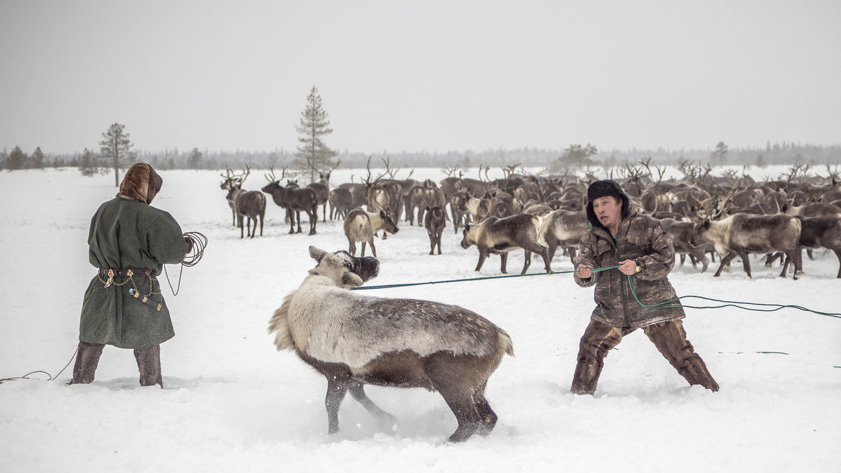 Kolya catches reindeer Poster och Canvastavla