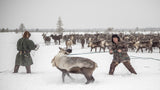 Kolya catches reindeer Poster och Canvastavla