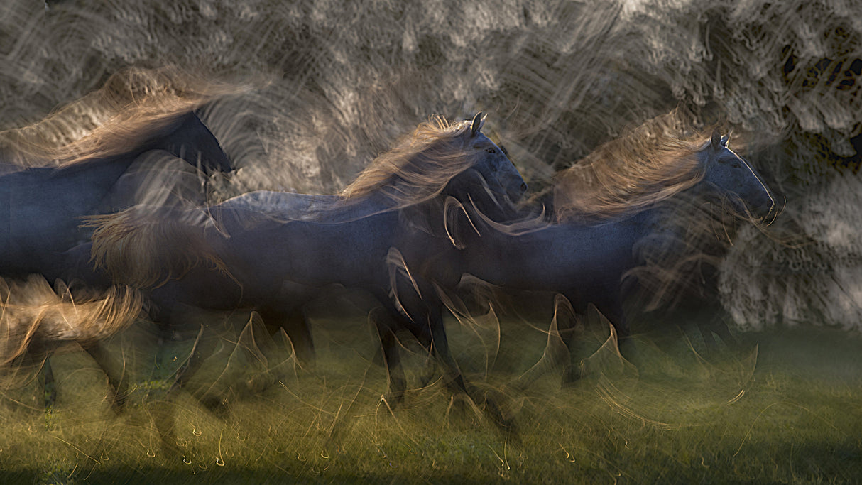 Horse run Poster och Canvastavla