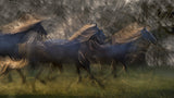 Horse run Poster och Canvastavla