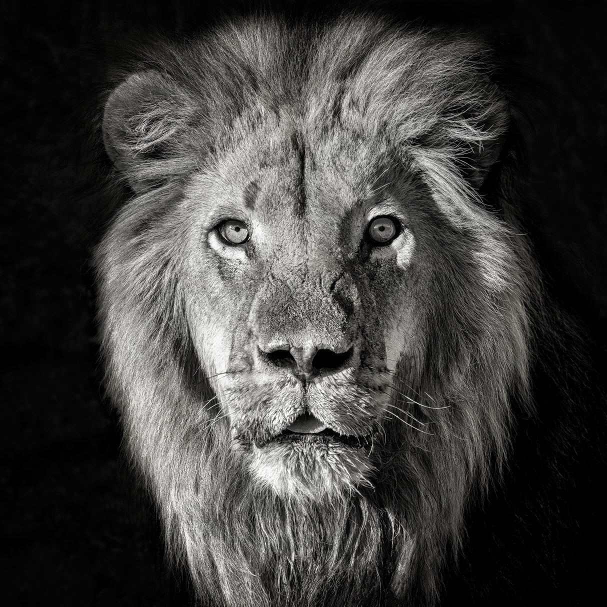 Lion Portrait- Panthera Leo Poster och Canvastavla