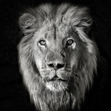 Lion Portrait- Panthera Leo Poster och Canvastavla