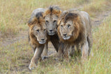 three kings Poster och Canvastavla