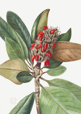 Southern Magnolia (1923) Poster och Canvastavla