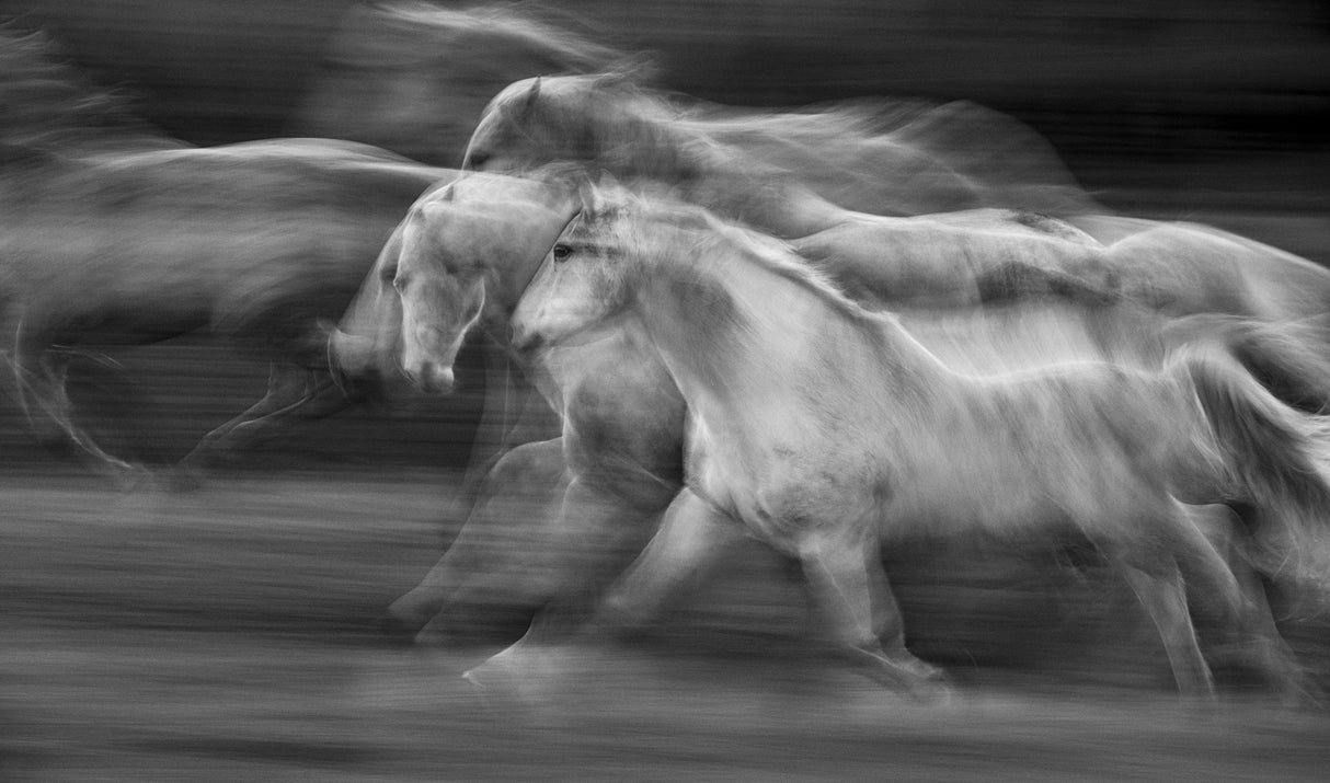 in motion Poster och Canvastavla