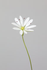 Small white flower_1 Poster och Canvastavla