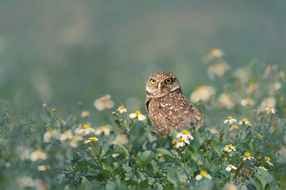 Burrowing Owl Poster och Canvastavla