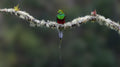 Quetzal Poster och Canvastavla