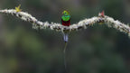 Quetzal Poster och Canvastavla