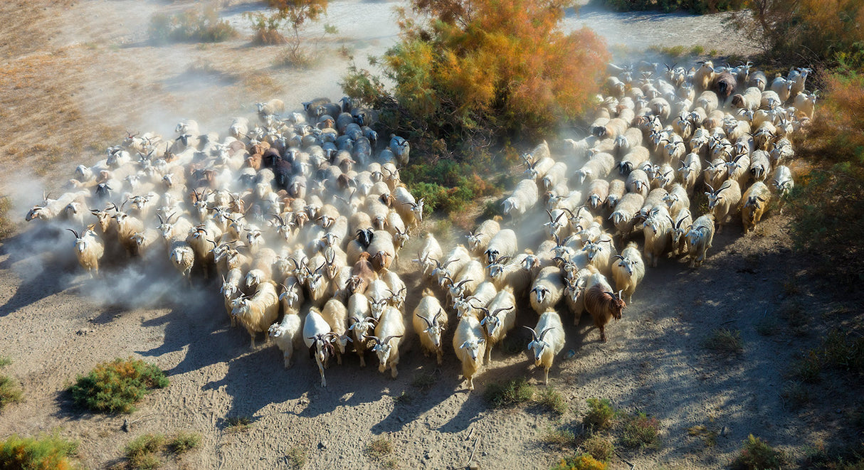 Sheep Poster och Canvastavla