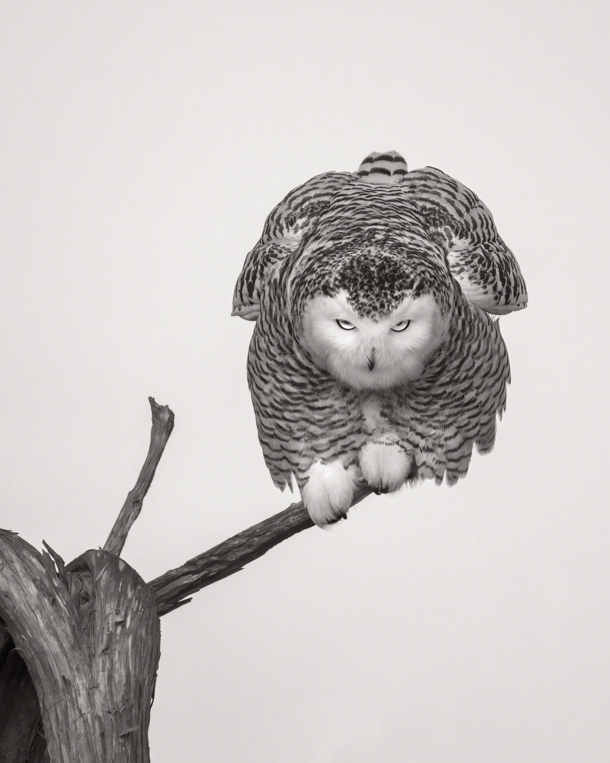 Unusual pose Poster och Canvastavla