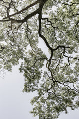 Coastal Forest Poster och Canvastavla