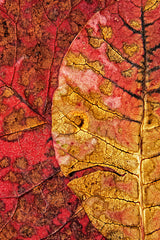 Dying Leaf Poster och Canvastavla