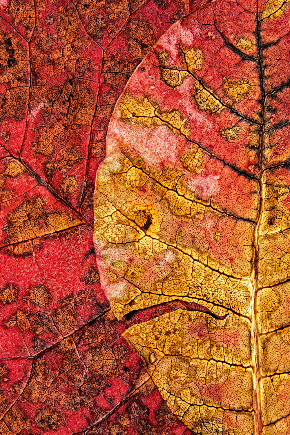 Dying Leaf Poster och Canvastavla