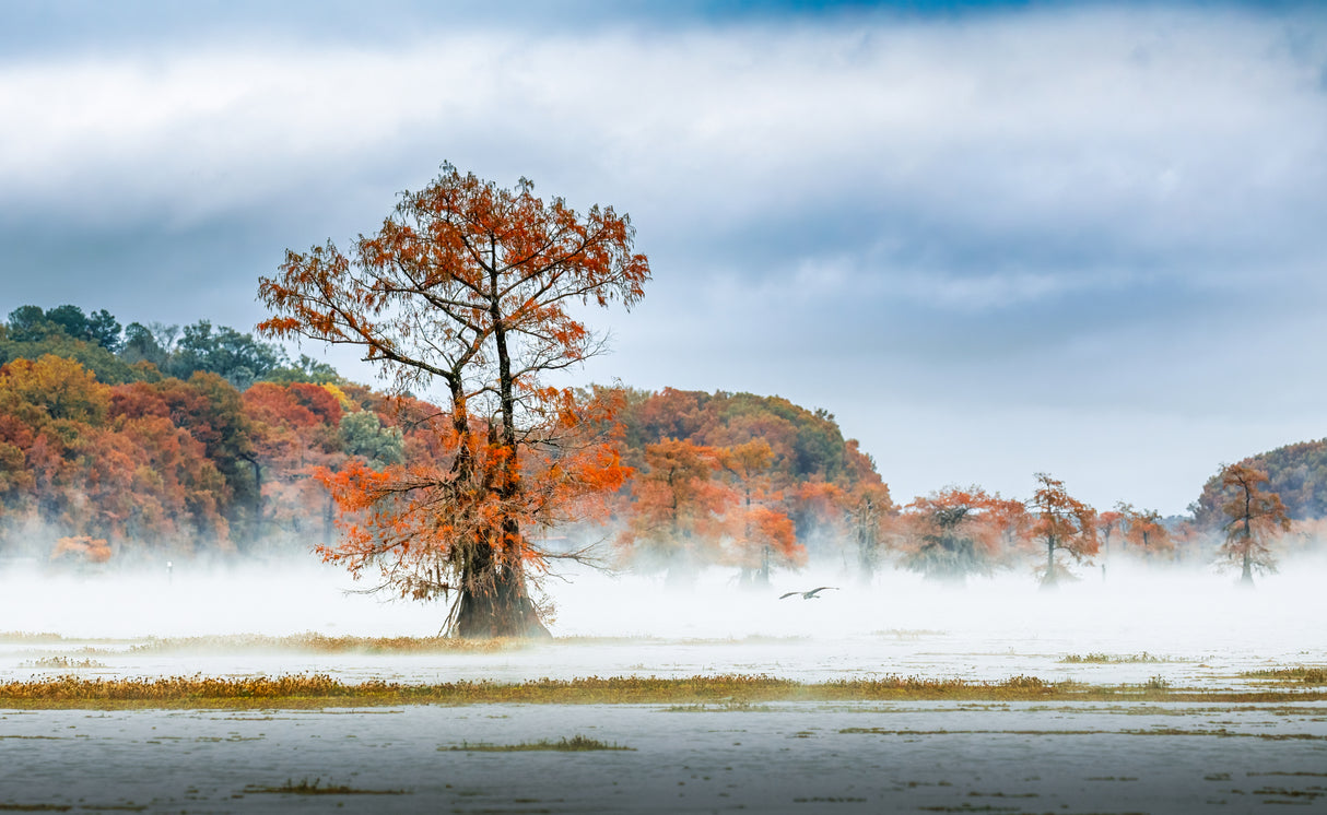 Mist Over Caddo Lake Poster och Canvastavla