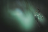 The Abyss Poster och Canvastavla