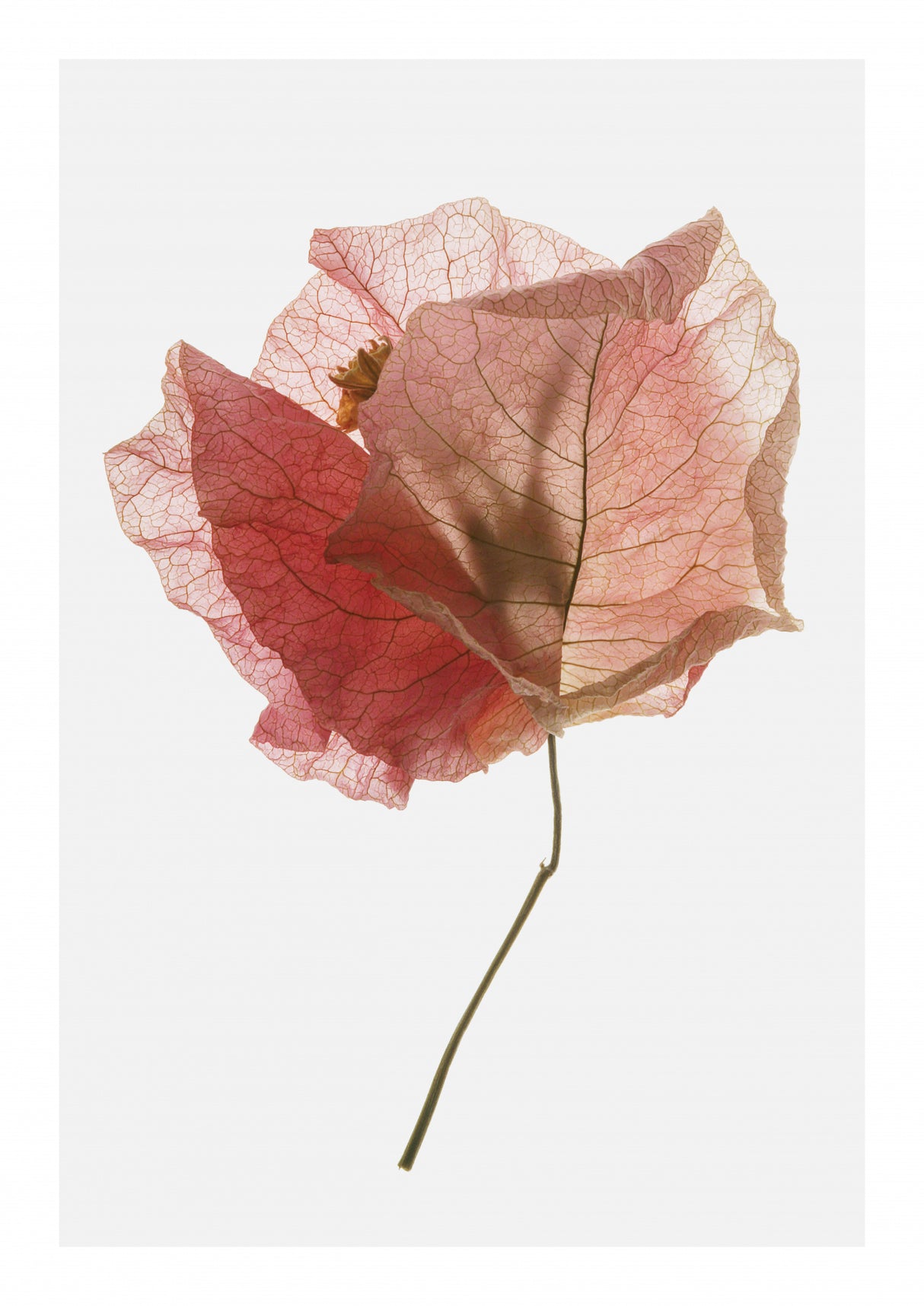 Bougainvillea Study No2 Poster och Canvastavla
