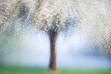 Dreamy spring Poster och Canvastavla