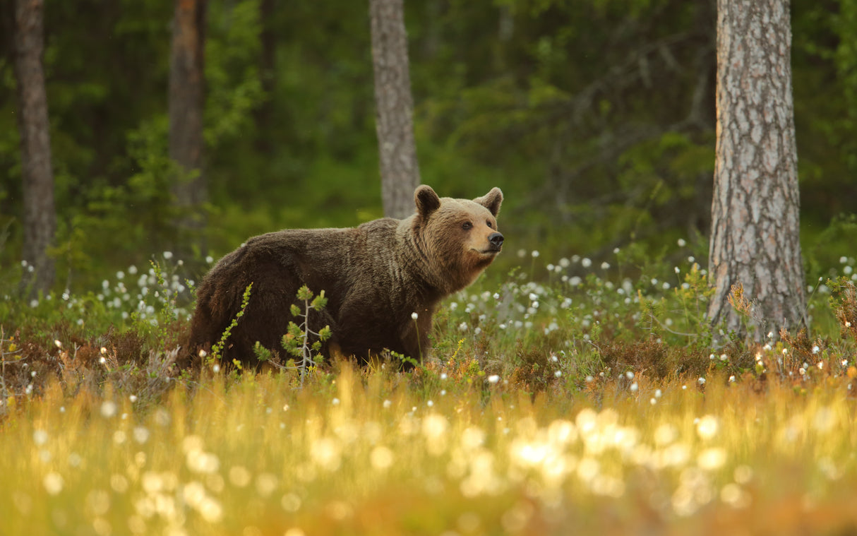 Brown Bear Poster och Canvastavla