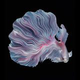 The Flower of Betta Poster och Canvastavla