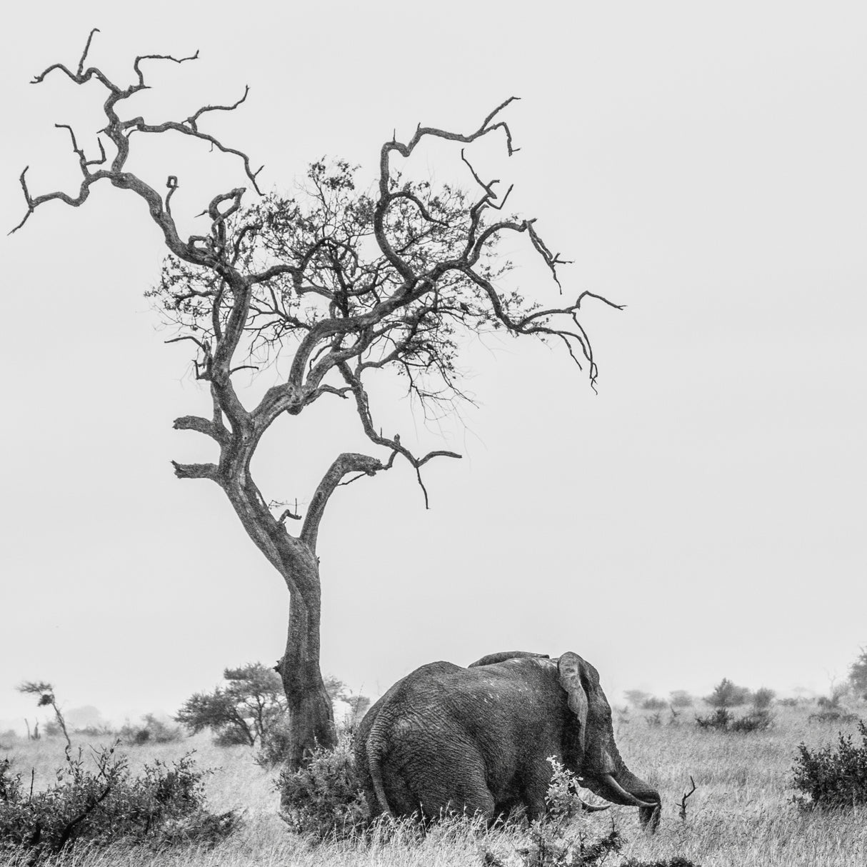 The tree and the elephant Poster och Canvastavla
