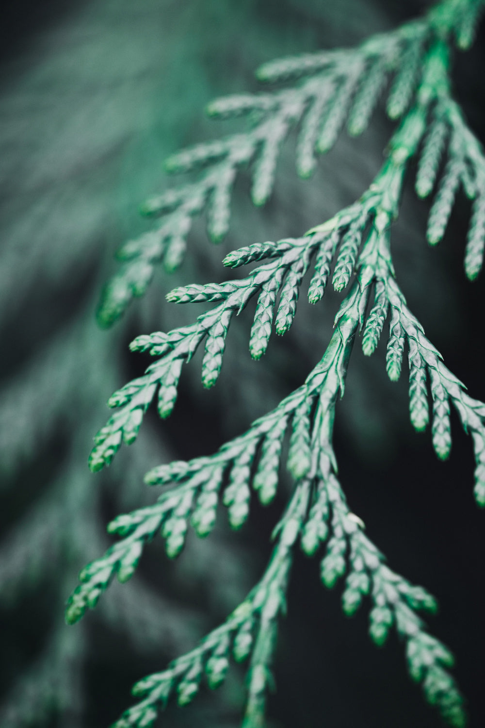 Conifer twig Poster och Canvastavla